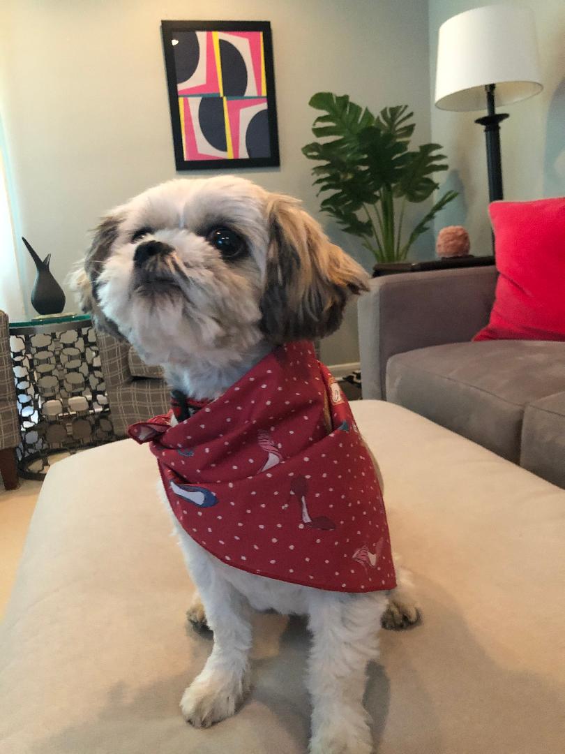 The Daphne Bandana