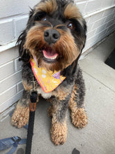 Load image into Gallery viewer, The Cooper Bandana
