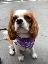 Load image into Gallery viewer, The Jaime Bandana
