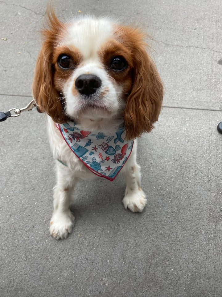 The Miles Bandana