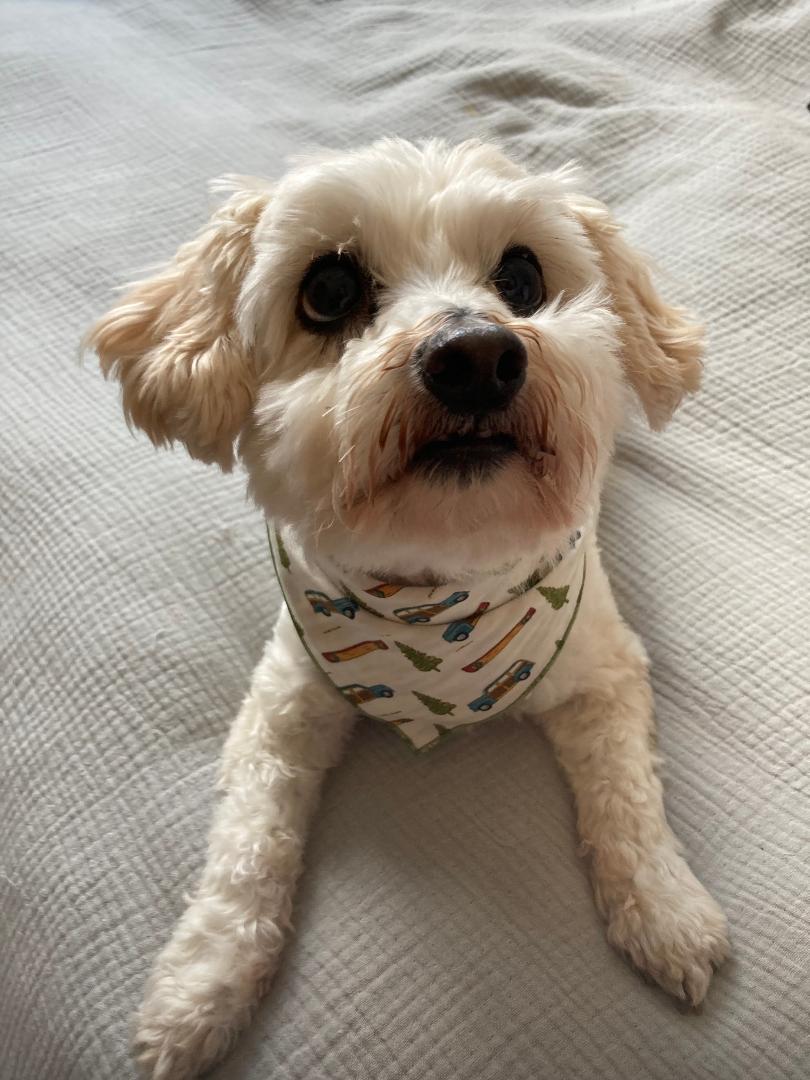 The Sam Bandana