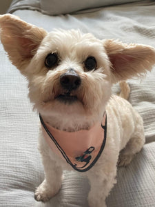 The Pink Monkey Bandana